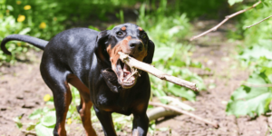 Ein Black and Tan Coonhound mit einem Stock im Maul