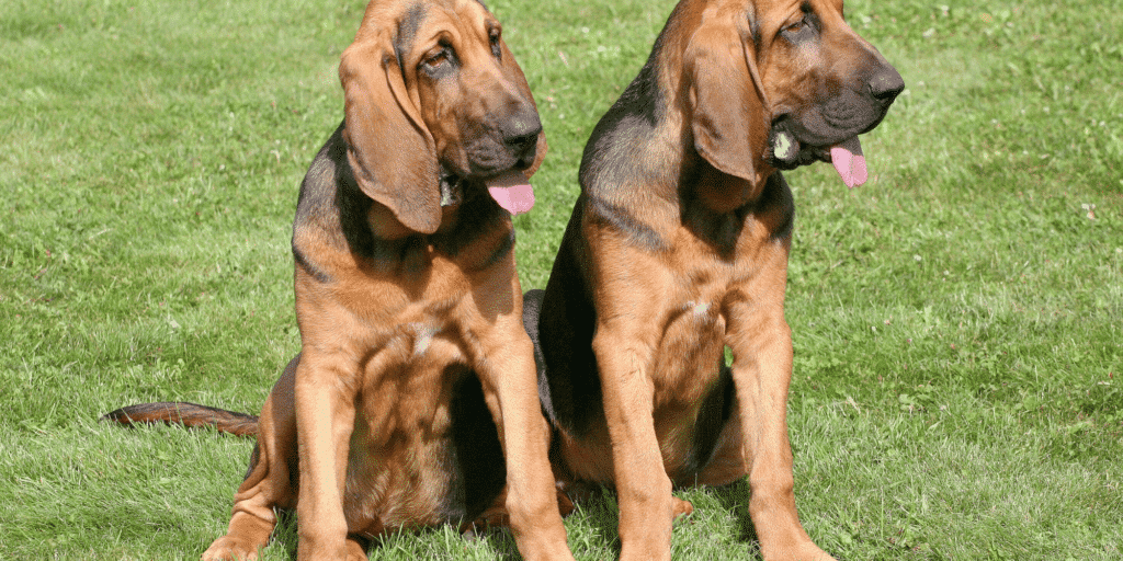 Zwei Bloodhounds sitzen auf einer Wiese