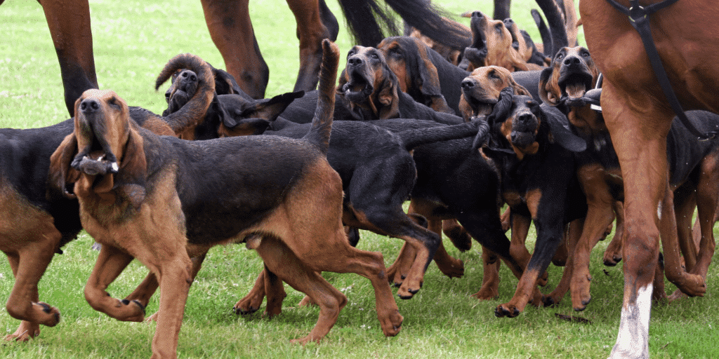 Eine Meute Bloodhounds auf einer Wiese