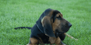 Ein Bloodhound liegt auf einer Wiese