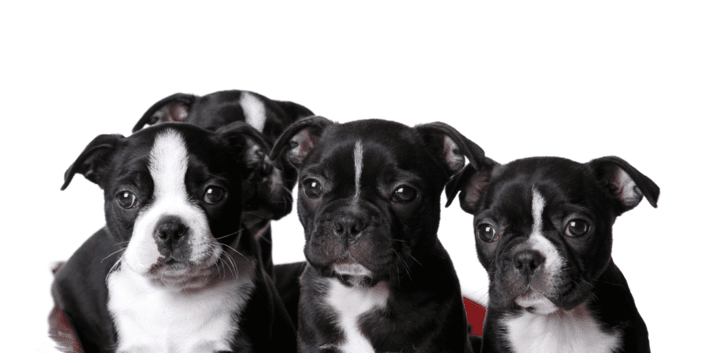 Vier Boston Terrier Welpen