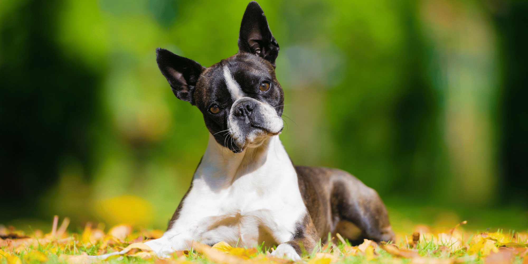 Boston Terrier