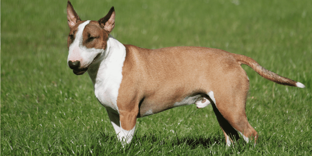 Ein braun-weißer Bullterrier steht auf einer Wiese