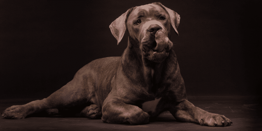 Ein ausgewachsener Cane Corso liegt