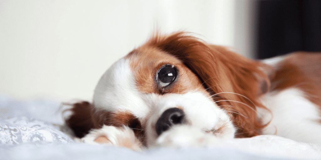 Ein Cavalier King Charles Spaniel liegt auf einem Kissen