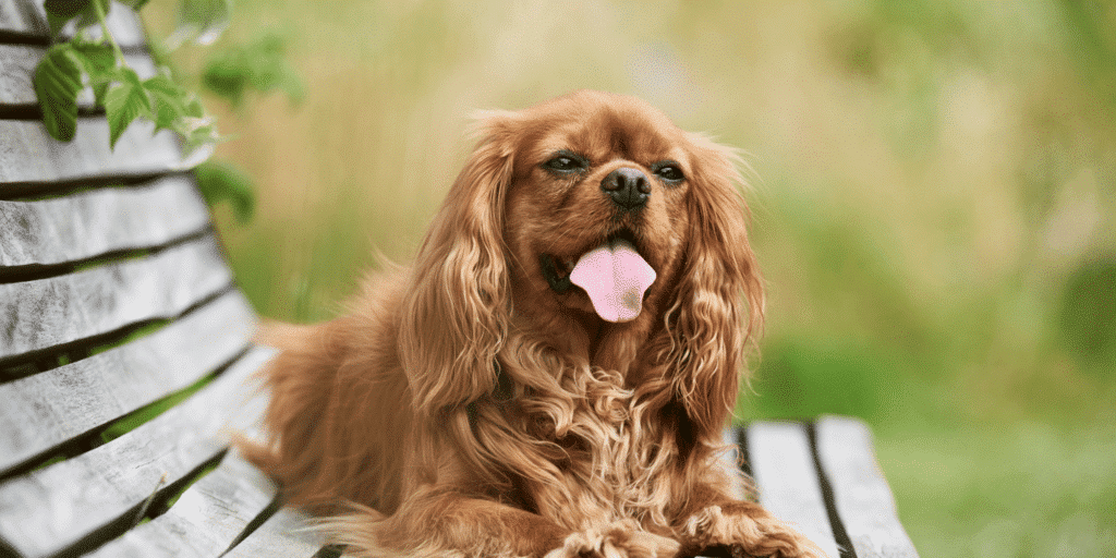 Ein hellbrauner Cavalier King Charles Spaniel liegt auf einer Bank