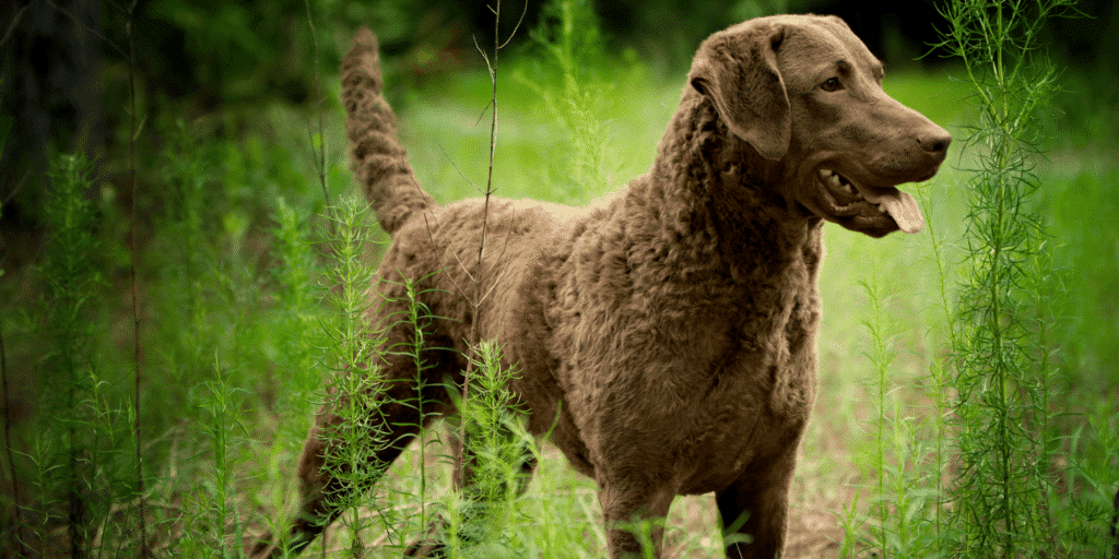 Chesapeake-Bay-Retriever steht zwischen Pflanzen