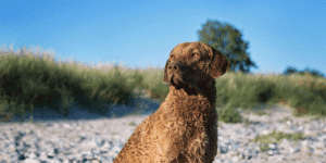 Chesapeake-Bay-Retriever sitzt am Strand