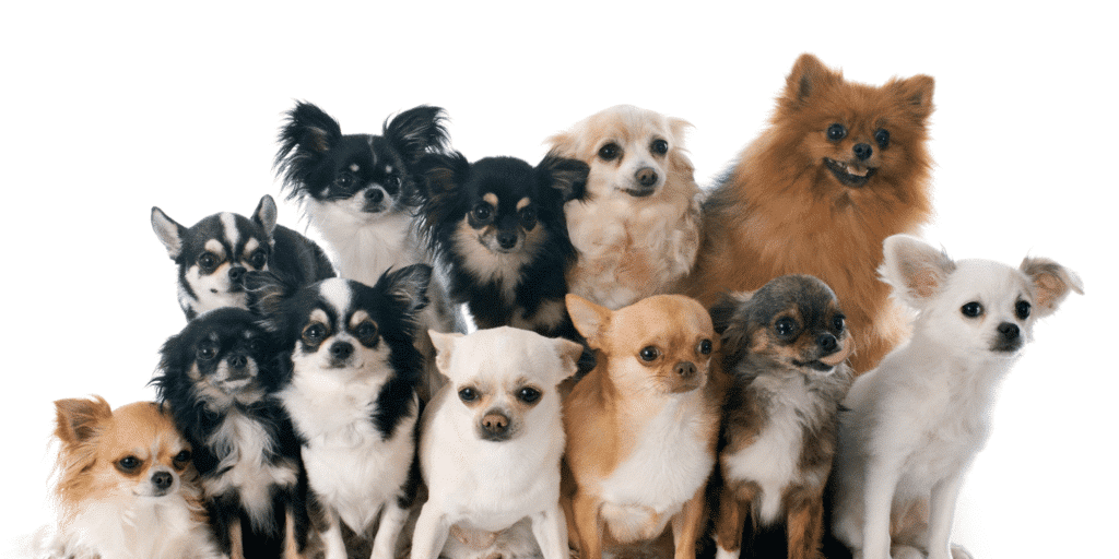 Chihuahuas mit verschiedenen Felltypen