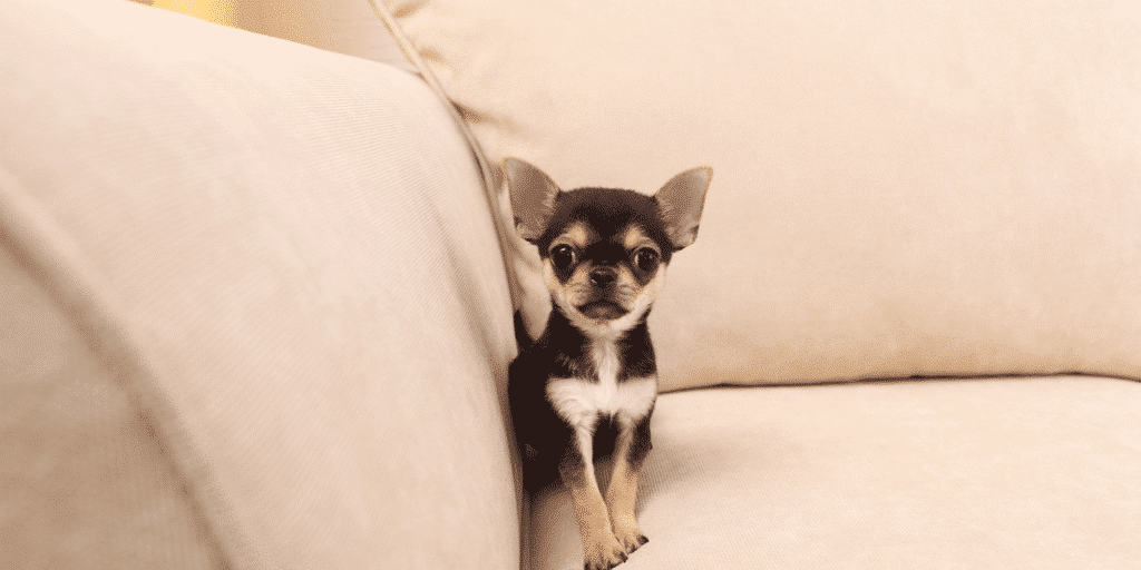 Ein Chihuahua Welpe sitzt auf einer Couch