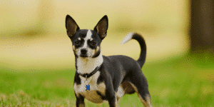 Ein schwarz-weißer Chihuahua steht auf einer Wiese