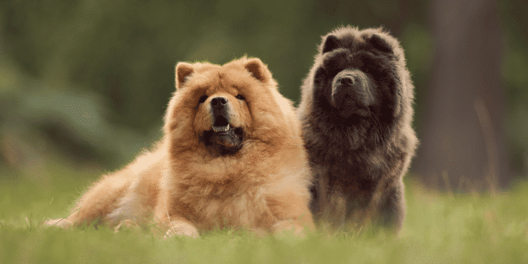 Zwei verschiedenfarbige Chow Chow sitzen auf einer Wiese