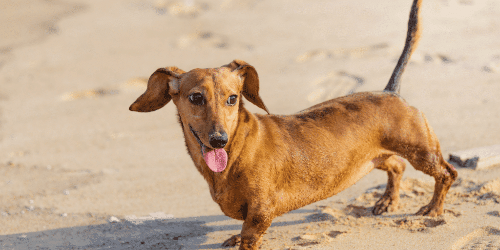 Hellbrauner Dackel am Strand.