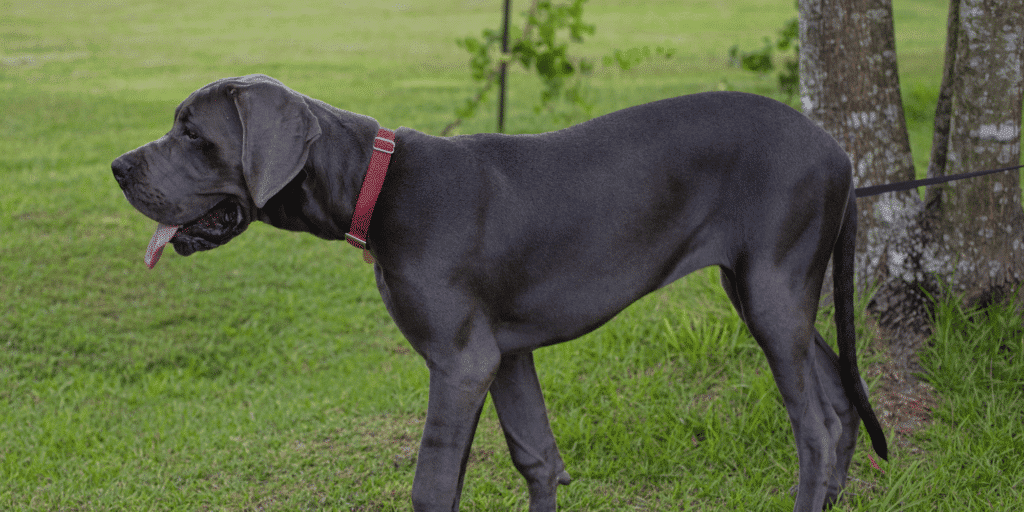 Eine ausgewachsene Deutsche Dogge steht auf einer Wiese