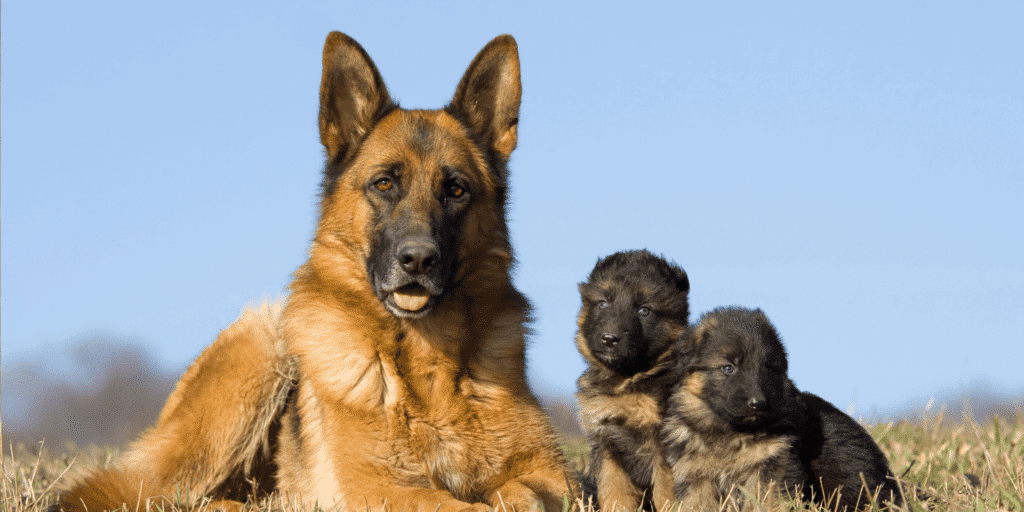 Ein ausgewachsener deutscher Schäferhund mit zwei Welpen