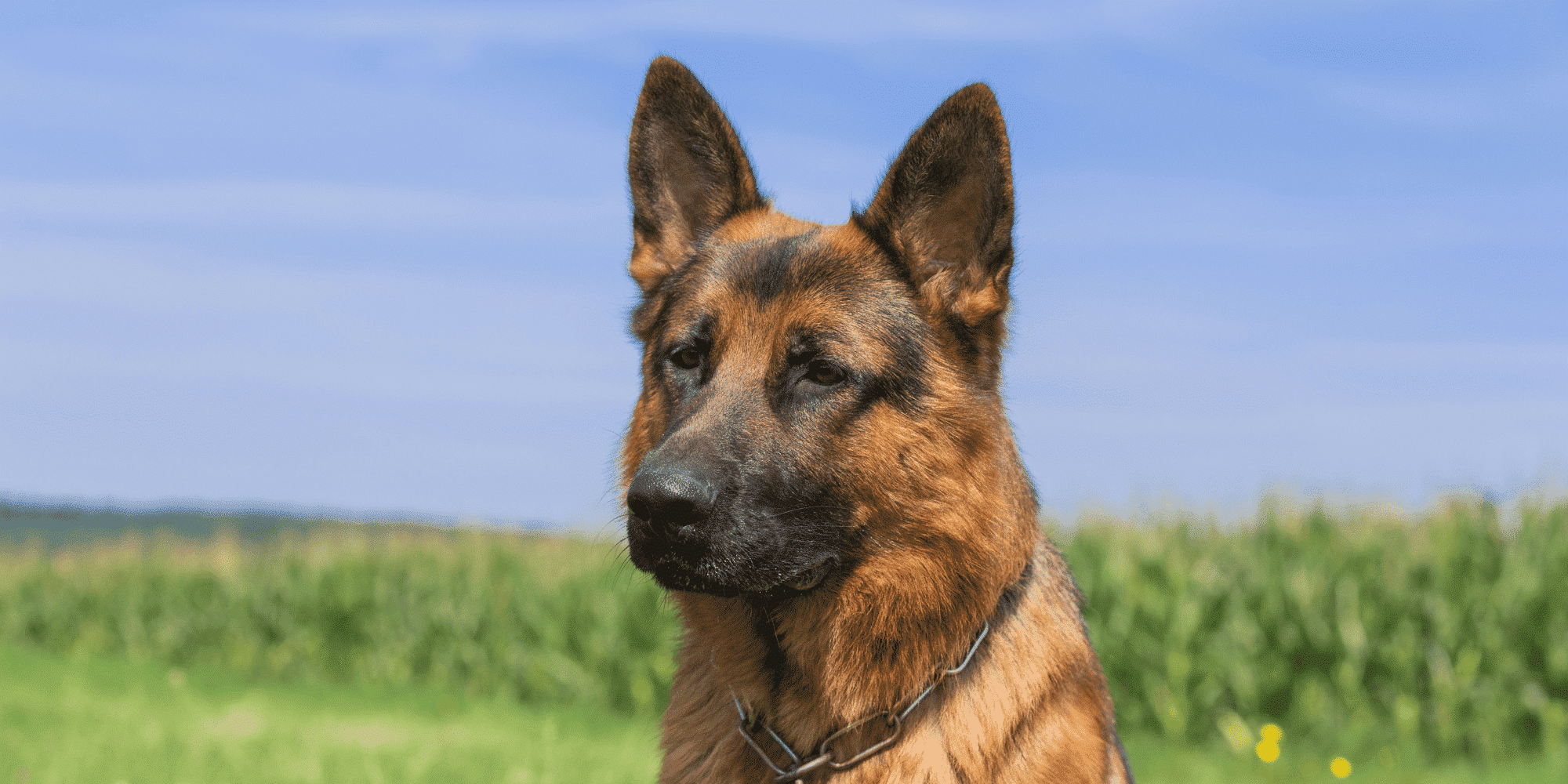 Deutscher Schäferhund, image size:2000x1000