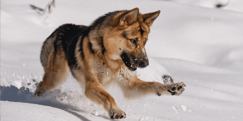 Ein deutscher Schäferhund spielt im Schnee