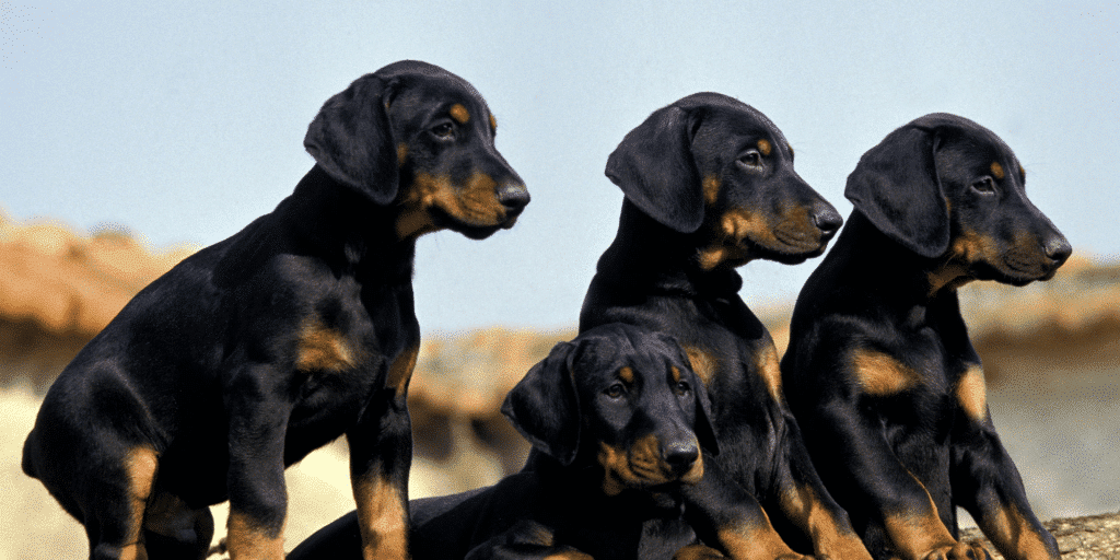 Vier Dobermann Welpen