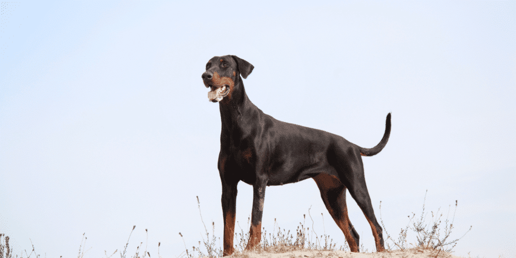 Ein ausgewachsener Dobermann steht auf einem Hügel