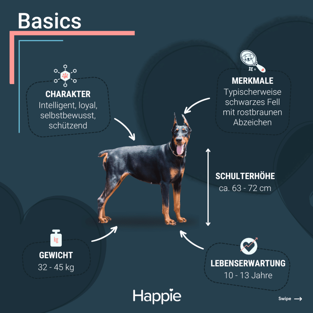 Dobermann Basics Rassenporträt Rassenporträt Aussehen Charakter gewicht lebenserwartung größe