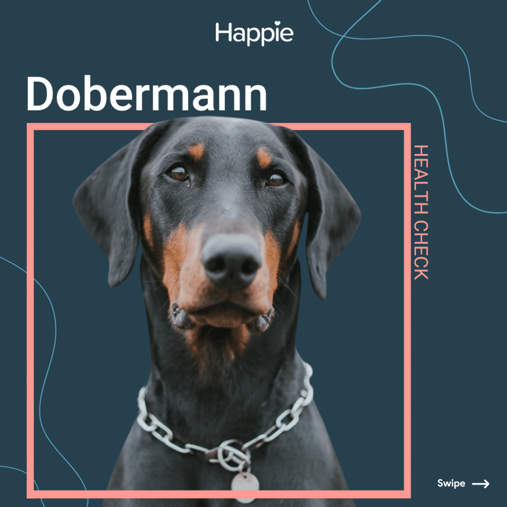 Dobermann Header Rassenporträt