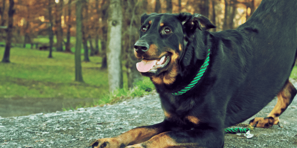 Ein schwarzer Hund macht einen Spielbogen