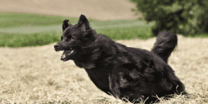 Ein schwarzer Hund rennt über ein Feld