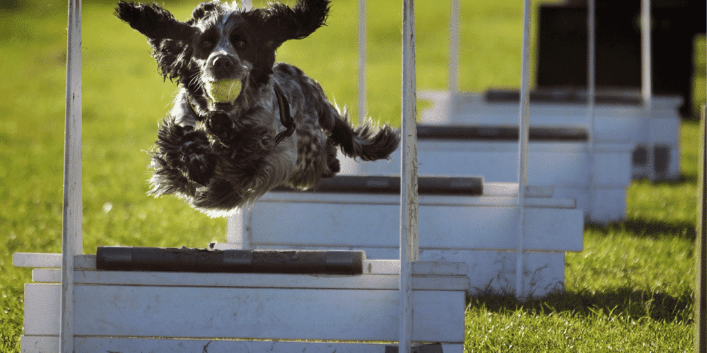 Ein Hund springt beim Flyball über Hindernisse