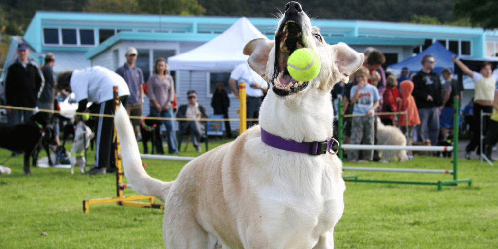 Ein heller Hund schnappt nache einem Ball beim Hundesport Flyball