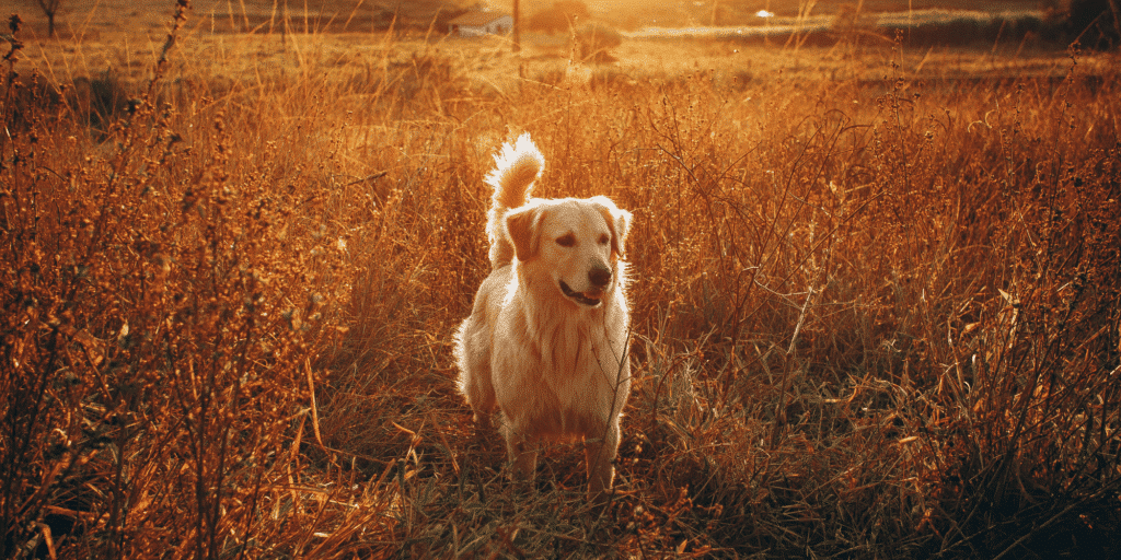 Ein Golden Retriever steht im Gebüsch