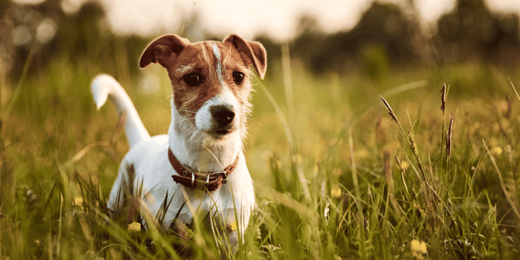 Ein Jack Russel Terrier steht im Gras