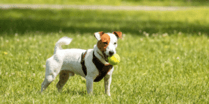 Ein Jack Russel Terrier steht mit einem Tennisball im Maul auf einer Wiese