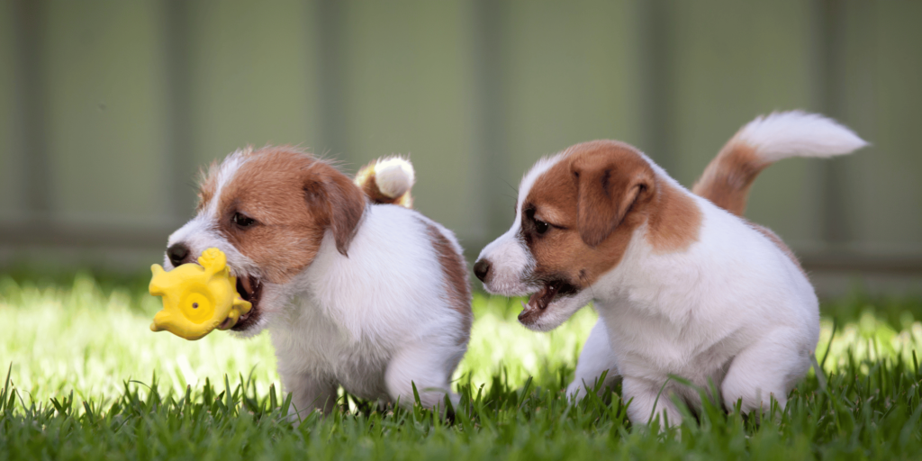 Zwei Jack Russel Terrier spielen auf einer Wiese