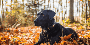 Ein schwarzer Labrador liegt im Wald auf Blättern
