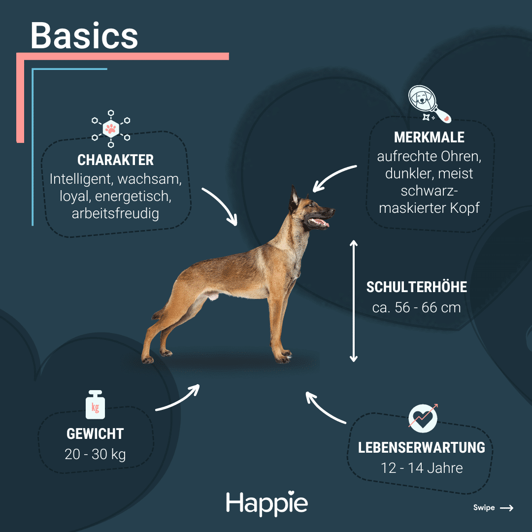 Malinois Basics Rassenpoträt Rassenporträt Aussehen Charakter gewicht lebenserwartung größe