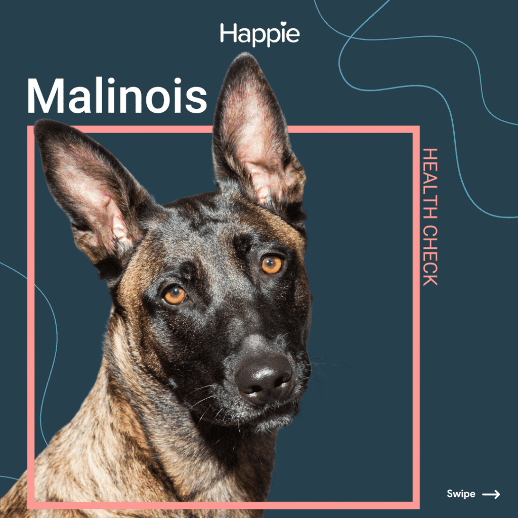 Malinois Header Rassenporträt Rasse