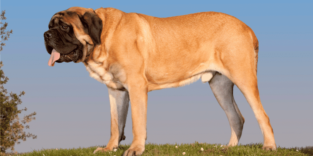 Ein Mastiff wird von der Seite gezeigt