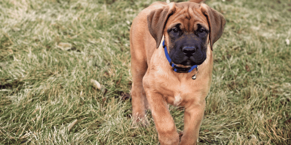 Ein junger Mastiff steht auf einer Wiese