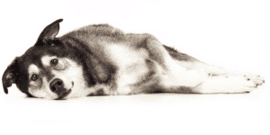 Ein grau-weißer Hund liegt vor einem weißen Hintergrund