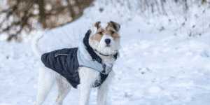 Ein Parson Russel Terrier steht im Schnee und trägt einen Mantel