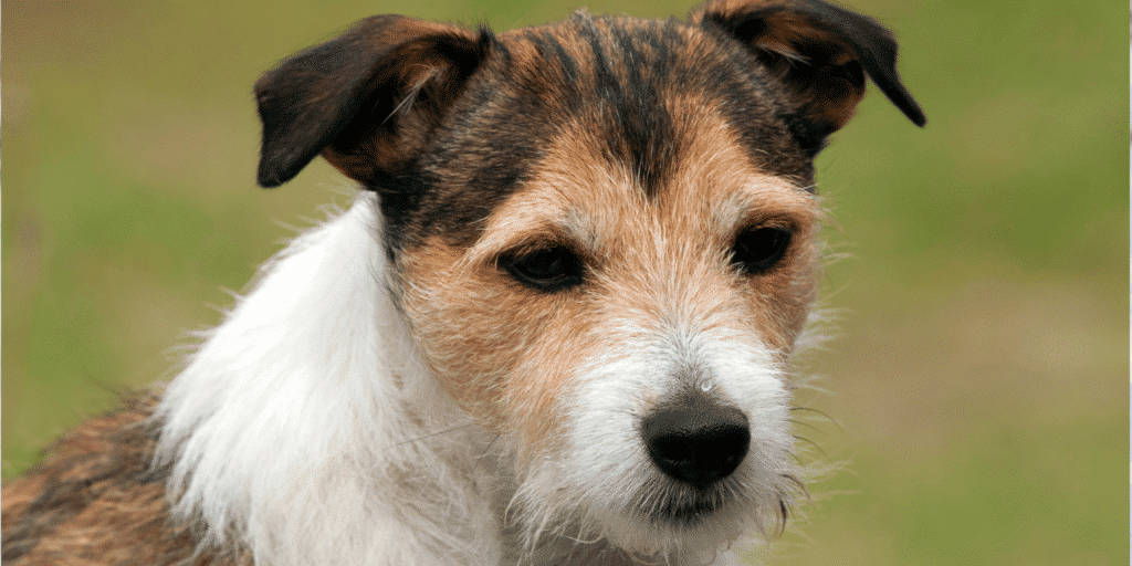 Ein Parson Russell Terrier