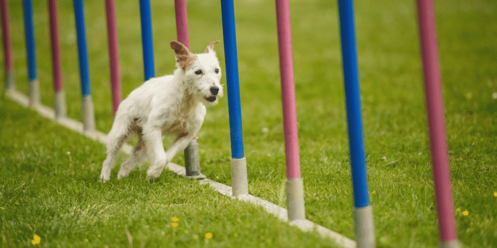 Ein Parson Russell Terrier beim Slalom