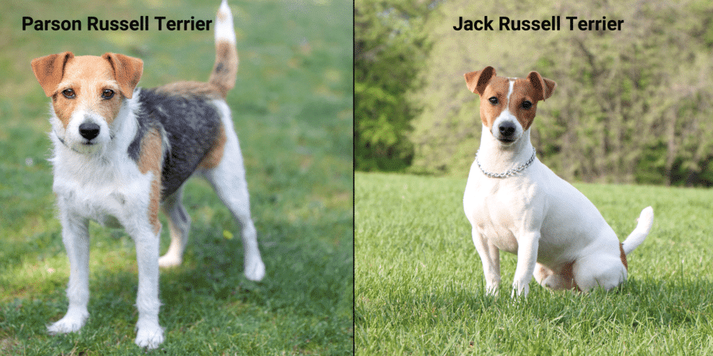 Vergleichsbild Parson Russell Terrier und Jack Russell Terrier