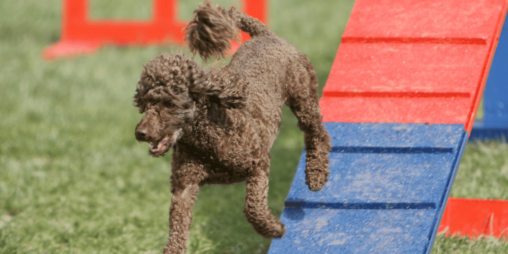 Pudel, image size:2000x1000