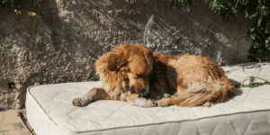 Ein Hund mit hellem Fell liegt auf einer Matratze.