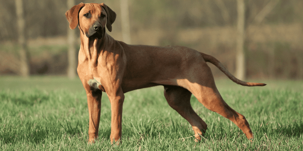 Ein Rhodesian-ridgeback steht auf einer Wiese