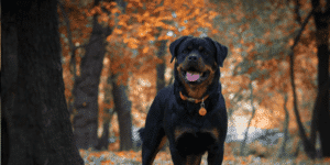 Ein Rottweiler steht auf einer Straße mit Herbstlaub