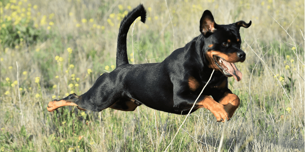 Ein Rottweiler springt durch Gras