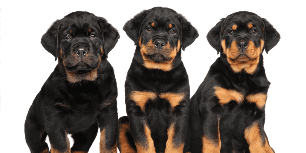 Drei Rottweiler Welpe