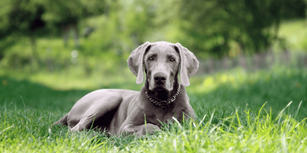 Ein Weimaraner liegt im Gras